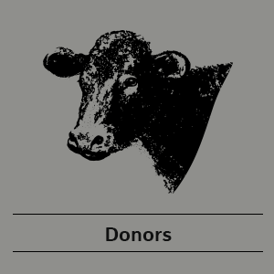 Grey Heifer Icon